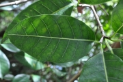 <strong>Apocynaceae - Tabernaemontana mauritiana - Lam.</strong><br />© Sarrailh Jean-Michel / CIRAD