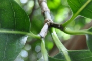 <strong>Apocynaceae - Tabernaemontana mauritiana - Lam.</strong><br />© Sarrailh Jean-Michel / CIRAD