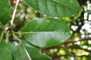 <strong>Apocynaceae - Tabernaemontana mauritiana - Lam.</strong><br />© Sarrailh Jean-Michel / CIRAD