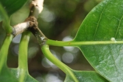 <strong>Apocynaceae - Tabernaemontana mauritiana - Lam.</strong><br />© Sarrailh Jean-Michel / CIRAD