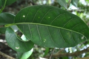 <strong>Apocynaceae - Tabernaemontana mauritiana - Lam.</strong><br />© Sarrailh Jean-Michel / CIRAD