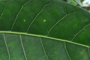<strong>Apocynaceae - Tabernaemontana mauritiana - Lam.</strong><br />© Sarrailh Jean-Michel / CIRAD