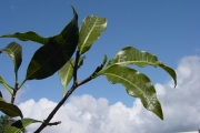 <strong>Apocynaceae - Tabernaemontana persicariifolia - Jacq.</strong><br />© Sarrailh Jean-Michel / CIRAD