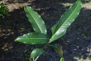 <strong>Apocynaceae - Tabernaemontana persicariifolia - Jacq.</strong><br />© Sarrailh Jean-Michel / CIRAD
