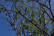 <strong>Apocynaceae - Tabernaemontana persicariifolia - Jacq.</strong><br />© Sarrailh Jean-Michel / CIRAD