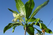 <strong>Apocynaceae - Tabernaemontana persicariifolia - Jacq.</strong><br />© Sarrailh Jean-Michel / CIRAD