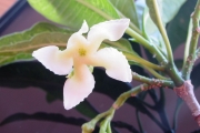 <strong>Apocynaceae - Tabernaemontana persicariifolia - Jacq.</strong><br />© Sarrailh Jean-Michel / CIRAD