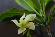 <strong>Apocynaceae - Tabernaemontana persicariifolia - Jacq.</strong><br />© Sarrailh Jean-Michel / CIRAD