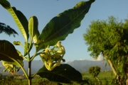 <strong>Apocynaceae - Tabernaemontana persicariifolia - Jacq.</strong><br />© Sarrailh Jean-Michel / CIRAD