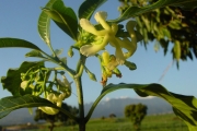 <strong>Apocynaceae - Tabernaemontana persicariifolia - Jacq.</strong><br />© Sarrailh Jean-Michel / CIRAD
