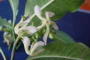 <strong>Apocynaceae - Tabernaemontana persicariifolia - Jacq.</strong><br />© Sarrailh Jean-Michel / CIRAD