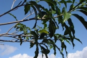 <strong>Apocynaceae - Tabernaemontana persicariifolia - Jacq.</strong><br />© Sarrailh Jean-Michel / CIRAD