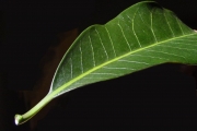 <strong>Apocynaceae - Tabernaemontana persicariifolia - Jacq.</strong><br />© Sarrailh Jean-Michel / CIRAD
