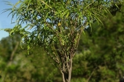 <strong>Apocynaceae - Tabernaemontana persicariifolia - Jacq.</strong><br />© Sarrailh Jean-Michel / CIRAD