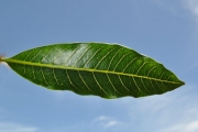 <strong>Apocynaceae - Tabernaemontana persicariifolia - Jacq.</strong><br />© Sarrailh Jean-Michel / CIRAD