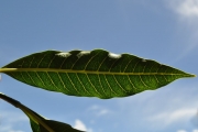 <strong>Apocynaceae - Tabernaemontana persicariifolia - Jacq.</strong><br />© Sarrailh Jean-Michel / CIRAD