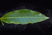 <strong>Apocynaceae - Tabernaemontana persicariifolia - Jacq.</strong><br />© Sarrailh Jean-Michel / CIRAD