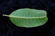<strong>Apocynaceae - Tabernaemontana persicariifolia - Jacq.</strong><br />© Sarrailh Jean-Michel / CIRAD
