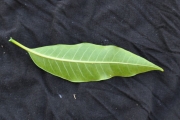 <strong>Apocynaceae - Tabernaemontana persicariifolia - Jacq.</strong><br />© Sarrailh Jean-Michel / CIRAD