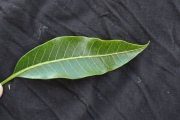 <strong>Apocynaceae - Tabernaemontana persicariifolia - Jacq.</strong><br />© Sarrailh Jean-Michel / CIRAD