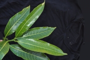 <strong>Apocynaceae - Tabernaemontana persicariifolia - Jacq.</strong><br />© Sarrailh Jean-Michel / CIRAD