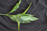 <strong>Apocynaceae - Tabernaemontana persicariifolia - Jacq.</strong><br />© Sarrailh Jean-Michel / CIRAD