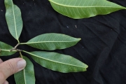 <strong>Apocynaceae - Tabernaemontana persicariifolia - Jacq.</strong><br />© Sarrailh Jean-Michel / CIRAD