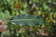 <strong>Apocynaceae - Tabernaemontana persicariifolia - Jacq.</strong><br />© Sarrailh Jean-Michel / CIRAD