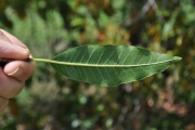 <strong>Apocynaceae - Tabernaemontana persicariifolia - Jacq.</strong><br />© Sarrailh Jean-Michel / CIRAD