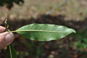 <strong>Apocynaceae - Tabernaemontana persicariifolia - Jacq.</strong><br />© Sarrailh Jean-Michel / CIRAD