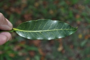 <strong>Apocynaceae - Tabernaemontana persicariifolia - Jacq.</strong><br />© Sarrailh Jean-Michel / CIRAD