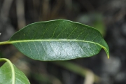 <strong>Apocynaceae - Tabernaemontana persicariifolia - Jacq.</strong><br />© Sarrailh Jean-Michel / CIRAD