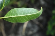 <strong>Apocynaceae - Tabernaemontana persicariifolia - Jacq.</strong><br />© Sarrailh Jean-Michel / CIRAD
