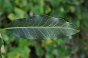 <strong>Apocynaceae - Tabernaemontana persicariifolia - Jacq.</strong><br />© Sarrailh Jean-Michel / CIRAD