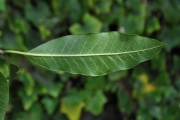 <strong>Apocynaceae - Tabernaemontana persicariifolia - Jacq.</strong><br />© Sarrailh Jean-Michel / CIRAD