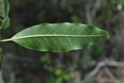 <strong>Apocynaceae - Tabernaemontana persicariifolia - Jacq.</strong><br />© Sarrailh Jean-Michel / CIRAD