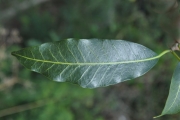 <strong>Apocynaceae - Tabernaemontana persicariifolia - Jacq.</strong><br />© Sarrailh Jean-Michel / CIRAD