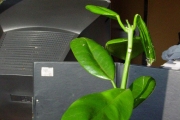 <strong>Monimiaceae - Tambourissa crassa - Lorence</strong><br />© Sarrailh Jean-Michel / CIRAD