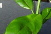 <strong>Monimiaceae - Tambourissa crassa - Lorence</strong><br />© Sarrailh Jean-Michel / CIRAD