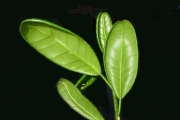 <strong>Monimiaceae - Tambourissa crassa - Lorence</strong><br />© Sarrailh Jean-Michel / CIRAD