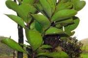 <strong>Monimiaceae - Tambourissa crassa - Lorence</strong><br />© Sarrailh Jean-Michel / CIRAD