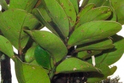 <strong>Monimiaceae - Tambourissa crassa - Lorence</strong><br />© Sarrailh Jean-Michel / CIRAD