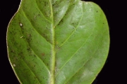 <strong>Monimiaceae - Tambourissa crassa - Lorence</strong><br />© Sarrailh Jean-Michel / CIRAD