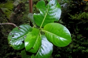<strong>Monimiaceae - Tambourissa crassa - Lorence</strong><br />© Sarrailh Jean-Michel / CIRAD