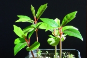 <strong>Monimiaceae - Tambourissa elliptica - (Tul.) A. DC.</strong><br />© Sarrailh Jean-Michel / CIRAD