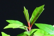 <strong>Monimiaceae - Tambourissa elliptica - (Tul.) A. DC.</strong><br />© Sarrailh Jean-Michel / CIRAD