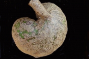 <strong>Monimiaceae - Tambourissa elliptica - (Tul.) A. DC.</strong><br />© Sarrailh Jean-Michel / CIRAD