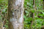 <strong>Monimiaceae - Tambourissa elliptica - (Tul.) A. DC.</strong><br />© Sarrailh Jean-Michel / CIRAD