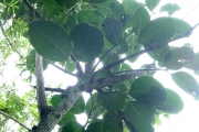 <strong>Monimiaceae - Tambourissa elliptica - (Tul.) A. DC.</strong><br />© Sarrailh Jean-Michel / CIRAD