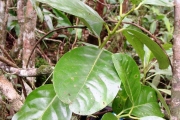 <strong>Monimiaceae - Tambourissa elliptica - (Tul.) A. DC.</strong><br />© Sarrailh Jean-Michel / CIRAD